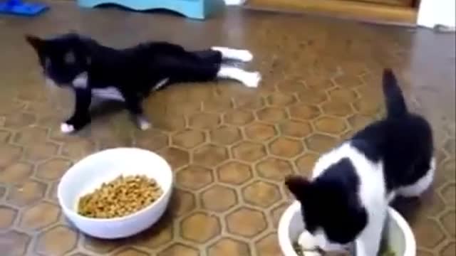 Melhores vide9s de animais cachorros gatos , muitos divertido amo amo