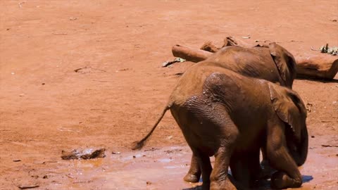 baby-elephants playing