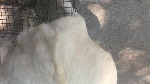 Goat Using Bunny Cage to Scratch Personal Itch