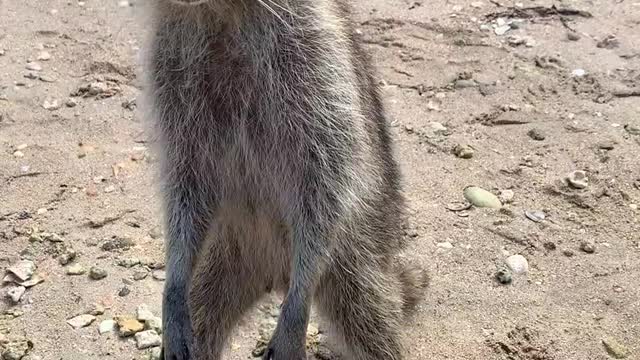 Raccoons in Florida