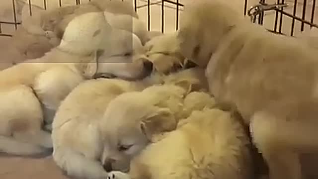 A pack of sleeping dogs