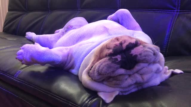 Bulldog duerme la siesta como un jefe