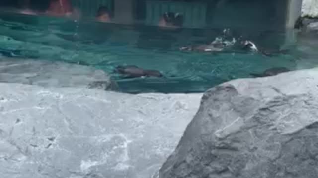 Penguins seem to like to swim and play in the water.