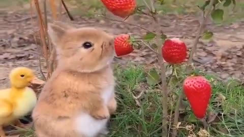 A little rabbit eating strawberries from the trees