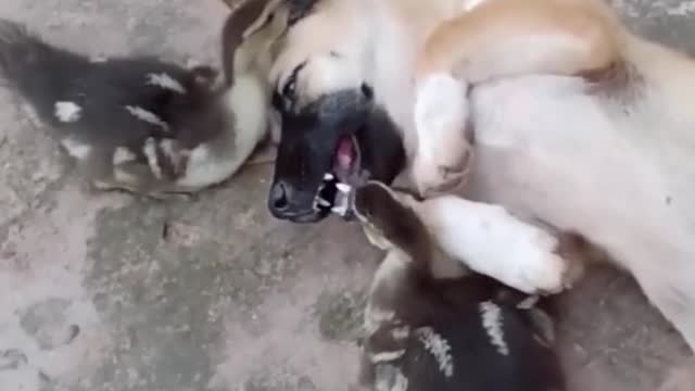 Funniest Cats and Dogs 🐱🐶