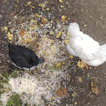 My happy little and big chickens 🐔🐓🐣🐤