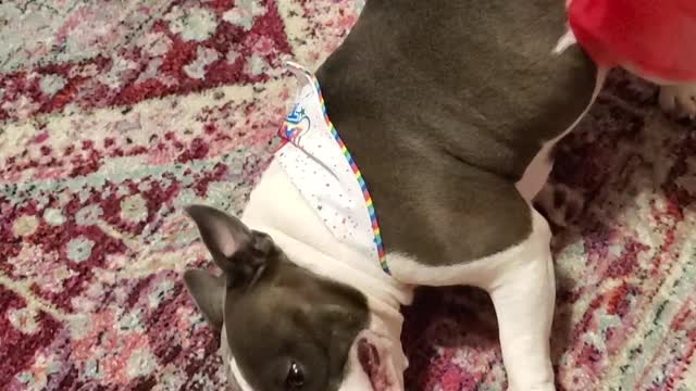 Sugars bday dance