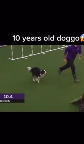 😍 amazing 10yr old Doggo agility contest