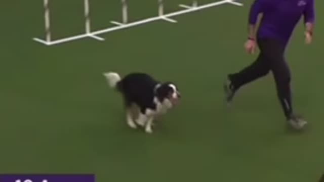 😍 amazing 10yr old Doggo agility contest