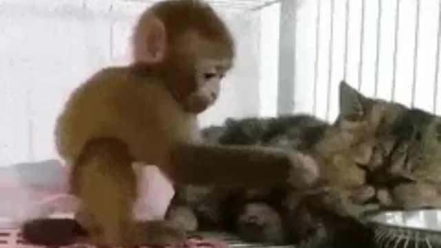 Cute animals 😻 2022|| monkey 🐒 small cat 😸