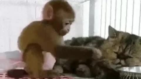 Cute animals 😻 2022|| monkey 🐒 small cat 😸