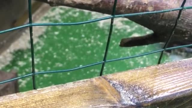 raccoons eat out of hand