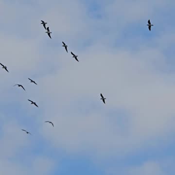 Many birds in flight / seagulls in flight / beautiful birds / cloudy sky.