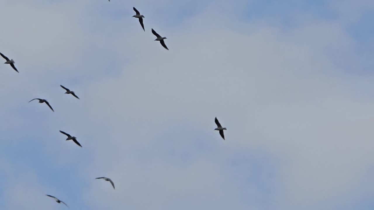 Many birds in flight / seagulls in flight / beautiful birds / cloudy sky.