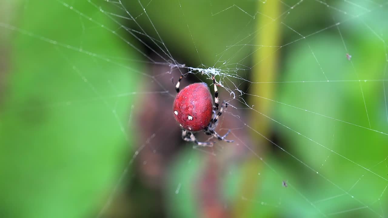 Red spider on a spider web