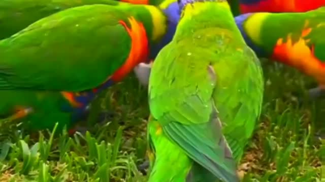 Amazing group of beautiful parrots