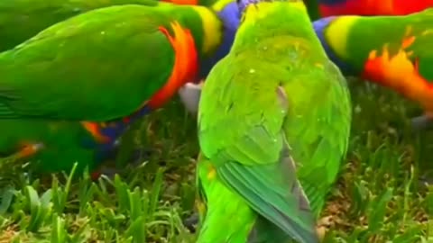 Amazing group of beautiful parrots