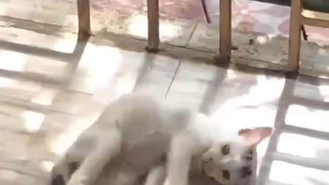 Playing Cat|Sun light- Cute pets video