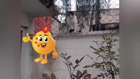 kitten is alert