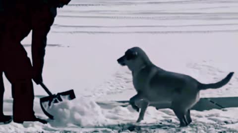 Dog playing in ice