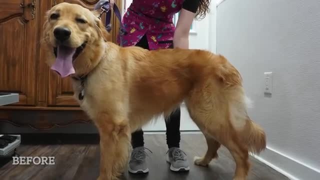 The happiest dog in the world smiles her entire groom