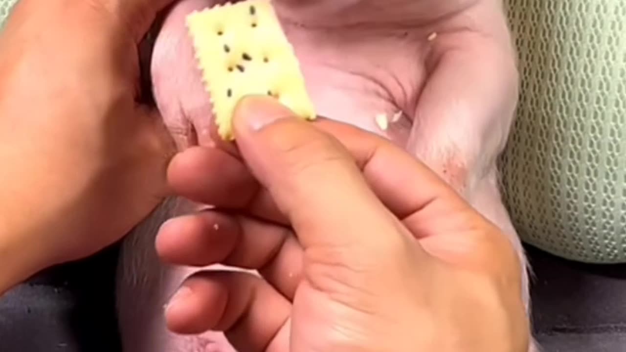 Peggy eating biscuit 🍪🍪😋