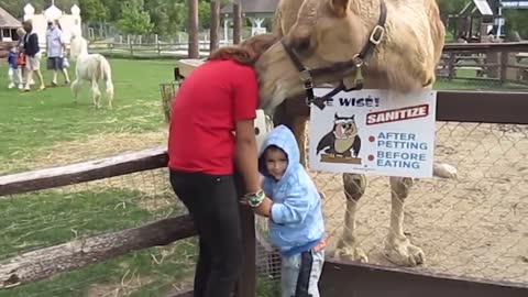 Try Not To Laugh - Funniest Baby at the Zoo | Funny Animals Reaction