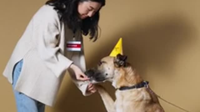Cute dog playing with her owner