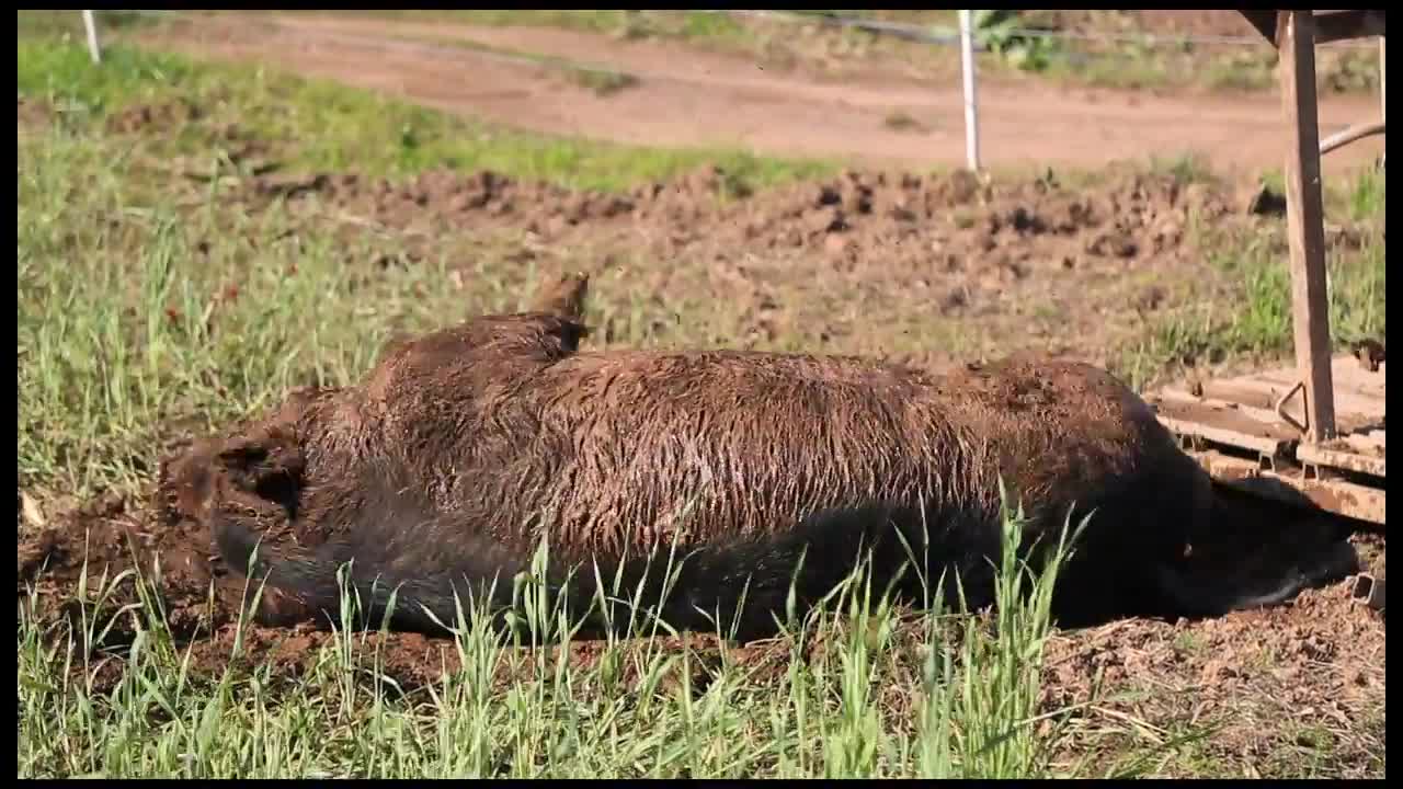 Pig in the mud having fun