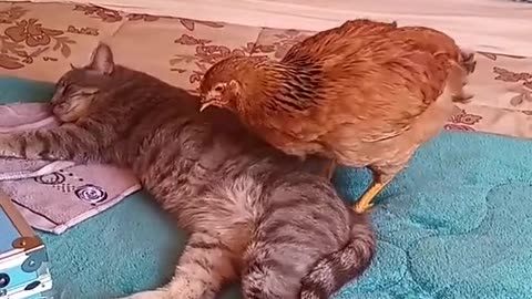 CAT AND CHICKEN FUNNY VIDEOS