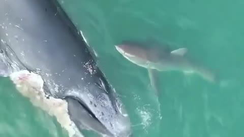 Shark eats rest of a dead whale