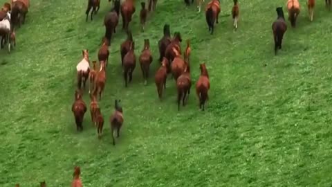 Some beautiful scenes of the horses in Kazakhstan 🐴🇰🇿