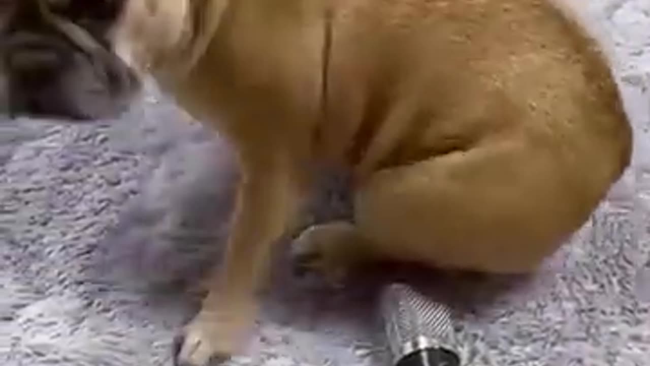 Funniest animals 2023 New Funny Cats and Dogs Part 6