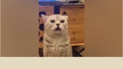 Cats funny videos ❤️😹