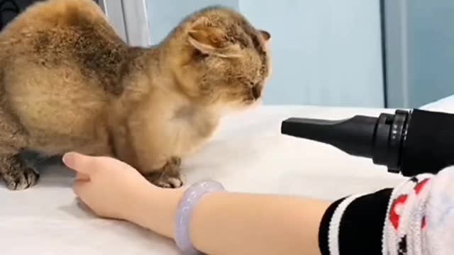 There are two shelters in a miserable life, one is music, the other is cats