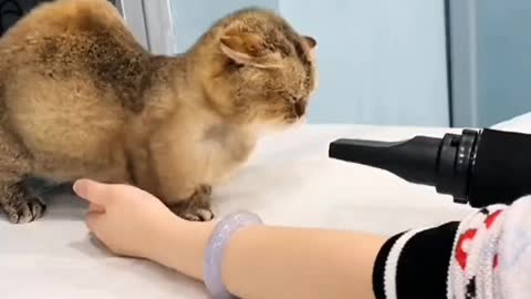 There are two shelters in a miserable life, one is music, the other is cats