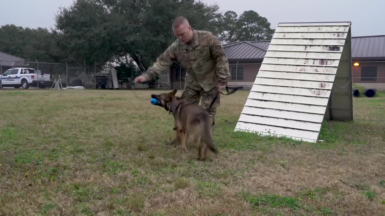 A 628th Security Forces Squadron military working dog handler B-roll SC, UNITED STATES 01.13.2020