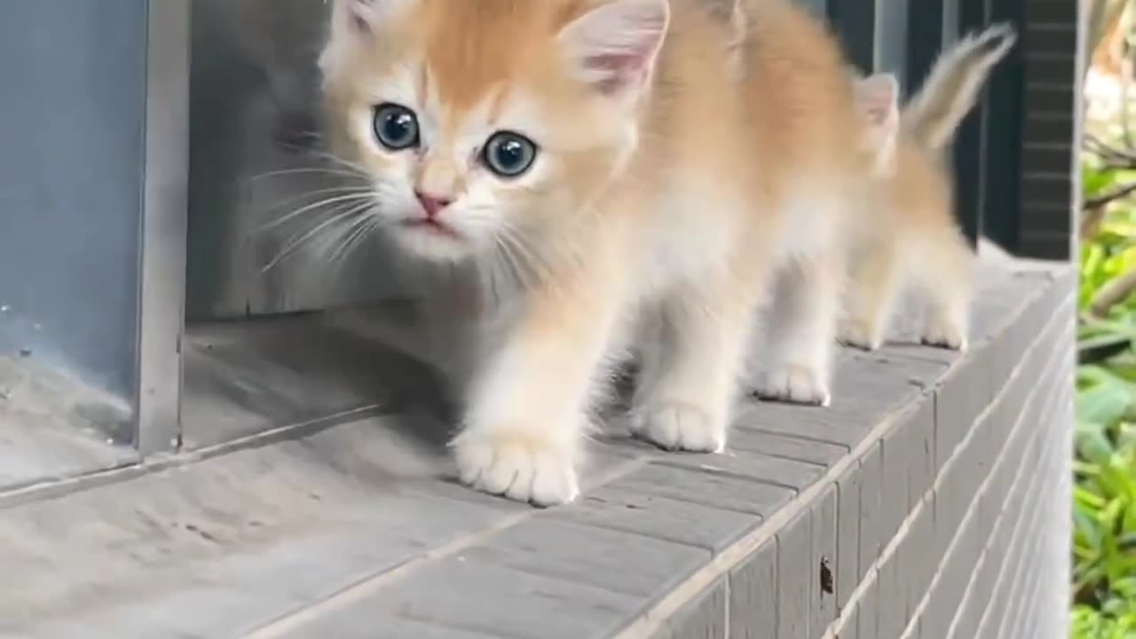 #cat