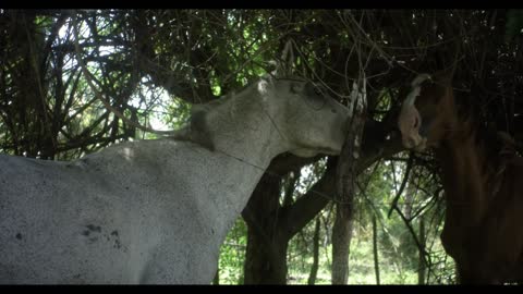 The daily life of a horse