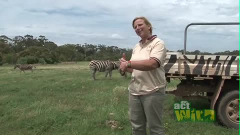 Act Wild for Grevy's Zebras