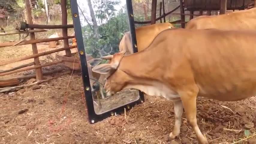 Mirror Prank For Cow