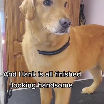 Who wants to be normal anyways? #shorts #FidoBoostChallenge #foryoupage #fypシ #fypシ #dogsoftiktok #viral