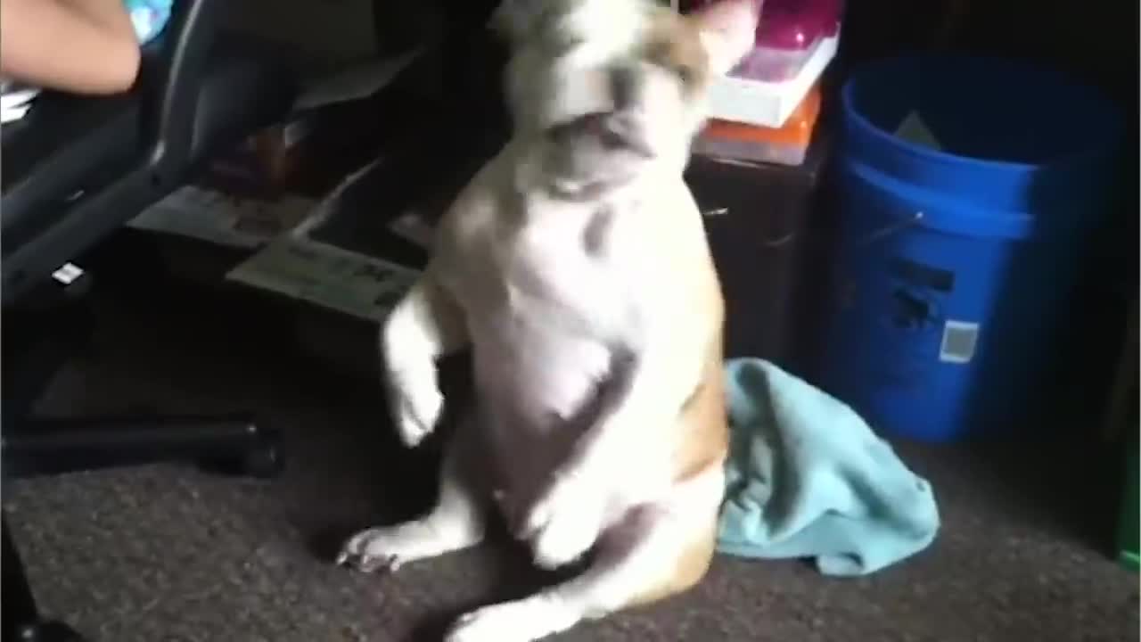 Dog is doing something strange