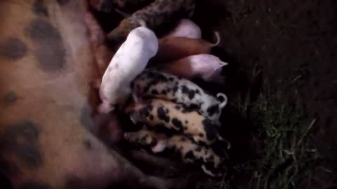 Big pig family