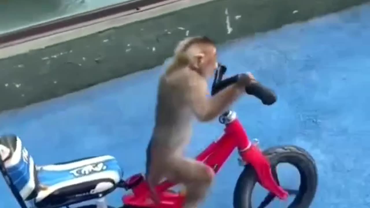 Funny Monkey