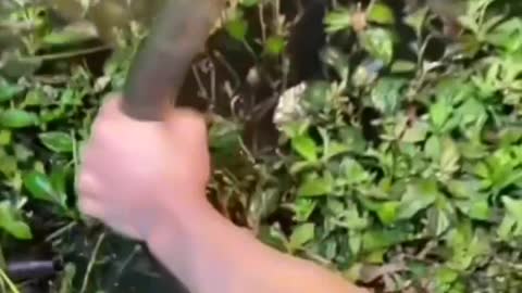 This is a beautiful and charming water-dwelling species