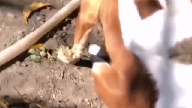 Funniest Cats and Dogs 🐱🐶 Part 1