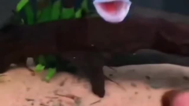 Angry fish 🐟