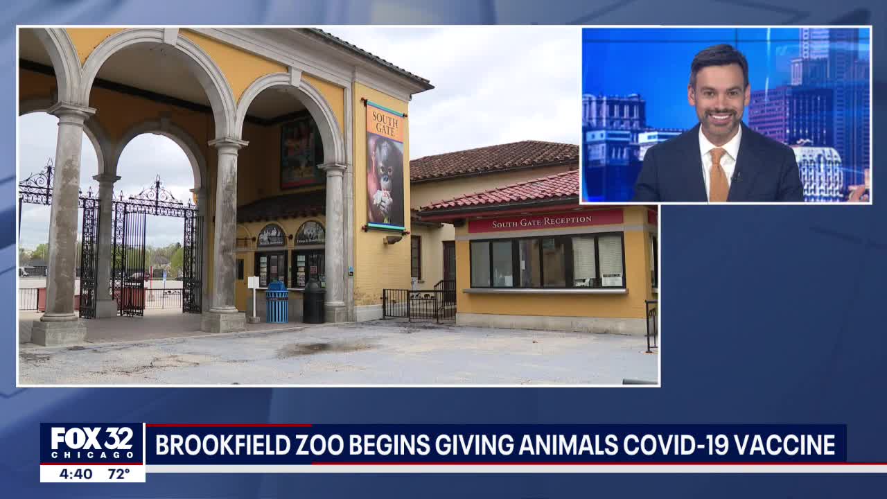 Chicago Zoo Begins To Vaccinate “High-Risk” Animals Against COVID-19