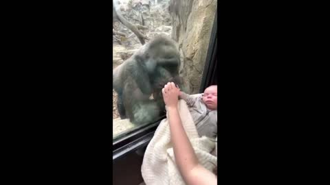 Watch the Motherhood Gesture of a Gorilla | beautiful and emotional video